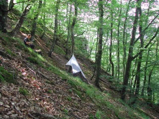 Trap ID 36 – SE, Sk, Klippans kommun, Skäralid, northern Lierna (beech forest)