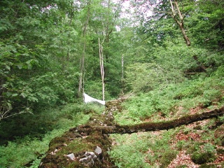 Trap ID 37 – SE, Sk, Klippans kommun, Skäralid, valley below northern Lierna (beech forest)