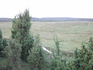 Trap ID 38 – SE, Sk, Tomelilla kommun, Drakamöllan, at border between pasture 1 and 2 (common bent beath)