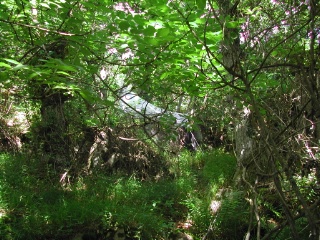 Trap ID 39 – SE, Sk, Simrishamns kommun, Stenshuvuds nationalpark (litter rich broad-leaved deciduous forest)