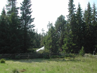Trap ID 45 – SE, Vb, Umeå kommun, Holmön, east of Bärmyran (blueberry spruce forest next to pasture)