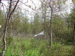 Trap ID 46 – SE, Ly, Sorsele kommun, Ammarnäs, Vindelfjällens naturreservat, Tjulträsklaspen (mountain birch forest)