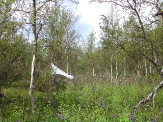 Trap ID 46 – SE, Ly, Sorsele kommun, Ammarnäs, Vindelfjällens naturreservat, Tjulträsklaspen (mountain birch forest)