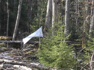 Trap ID 1000 - SE, Sm, Nybro kommun, Bäckebo, Grytsjöns nature reserve, (old aspen forest in boulder terrain)
