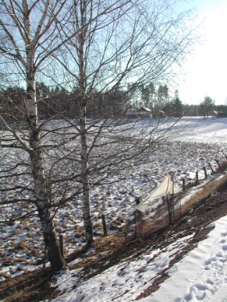 Trap ID 1002 - SE, Vr, Munkfors kommun, Ransäter, Rudstorp (Sandy railway embankment through pasture-land)