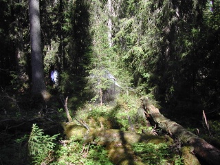 Trap ID 52 - SE, Vb, Vindelns kommun, Kulbäckslidens trail park, reserve (old blueberry spruce forest)