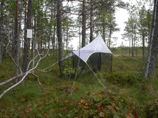 Trap ID 59 - SE, Vb, Vindelns kommun, Kulbäckslidens trail park, edge of Degerö stormyr (bog)