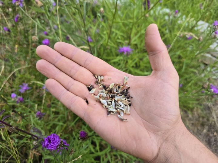 Vi anlägger ett blomrikt landskap