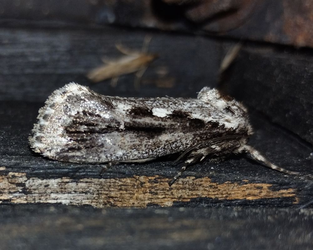 the suer rare rediscovered Frosted Phoenix (Titanomis sisyrota)